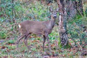 Un capriolo nella riserva naturale Selva del Lamone