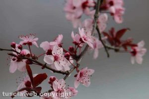 Colori di primavera al lago di Bolsena
