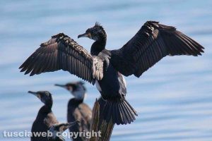 Un cormorano che si asciuga le ali al lago di Bolsena