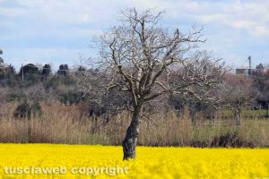 Tuscania - La natura tinge di giallo