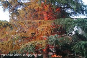 Un albero al tramonto
