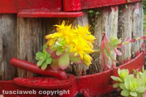 Fiori di Sedum palmeri