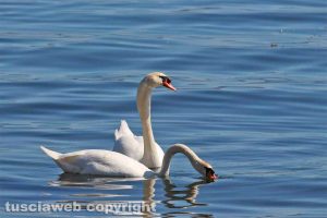 Una coppia di cigni al lago di Bolsena