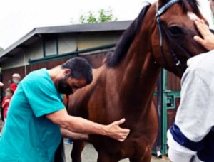 Asl Roma 4 - Servizio veterinario