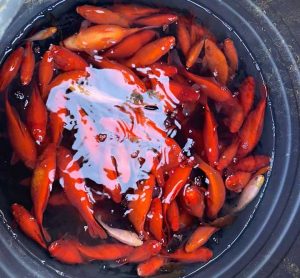 Viterbo - I pesci di Pratogiardino spostati momentaneamente nei bidoni