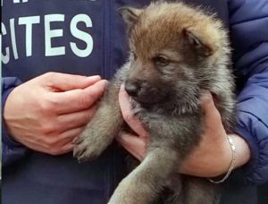 Carabinieri - Operazione Cappuccetto Rosso