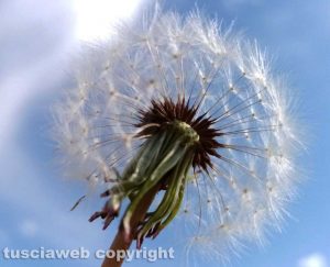Bolsena - Dente di leone