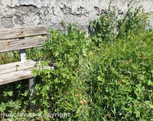 Viterbo - Erba alta nel parco in via Ippolito Nievo