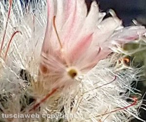 Fiore di Mammillaria