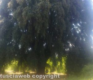 Vignanello - Il leccio curato dagli alunni della scuola prima media di Vignanello