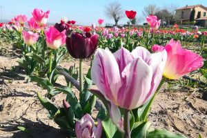Tuscia Flower: apre al pubblico il campo con 300mila tulipani