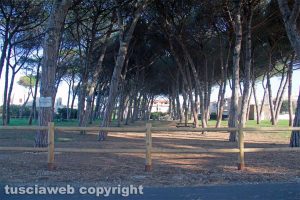 Tarquinia - Una pineta al lido