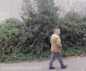 Viterbo - Via Mantova - Gli arbusti coprono il marciapiede