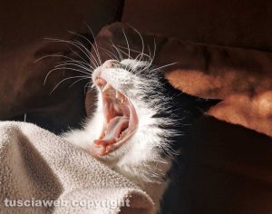 Lo sbadiglio del gatto