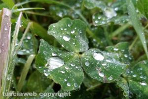 Shamrocks in the lawn