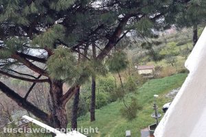 Pino pericolante in via Lombardia