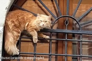 Il gatto di Franco Ceccarini