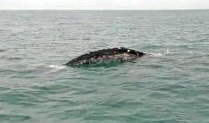 Balena grigia avvistata a Fiumicino
