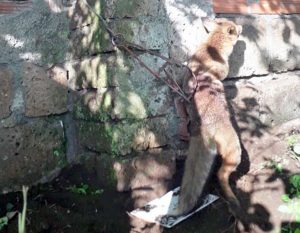 Celleno - Volpe nella tagliola