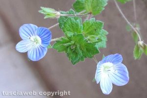 Una Veronica persica