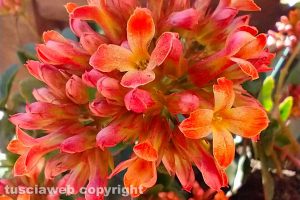 Una pianta di Kalanchoe blossfeldiana
