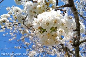 Fioritura di primavera