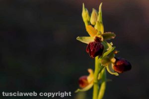 La fioritura delle orchidee