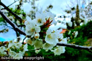 Fiori di ciliegio