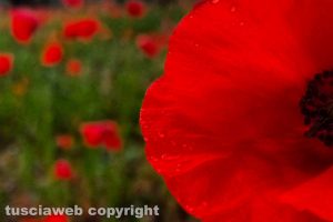 Poppies