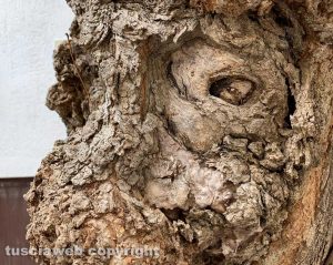 Viterbo - Scultura "naturale" nel tronco di un albero