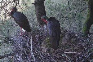 Barbarano Romano - Il nido di cicogna nera al parco Marturanum