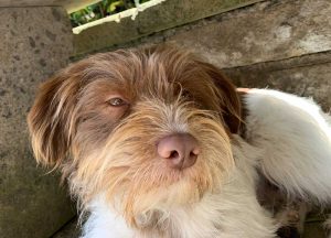 Viterbo - Rocky, il cane che si è smarrito in strada Mammagialla