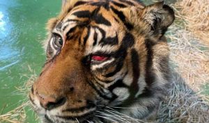 La tigre Ratna (foto di Shepreth Wildlife Park)