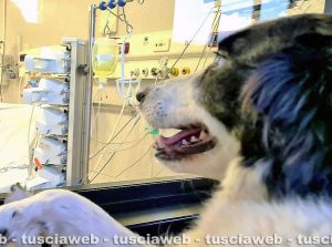 Chicca saluta il suo padrone dal vetro della terapia intensiva