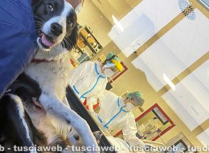 Chicca saluta il suo padrone dal vetro della terapia intensiva