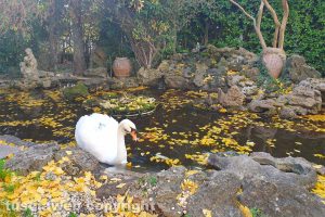 Un cigno tra le foglie