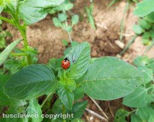 Una coccinella
