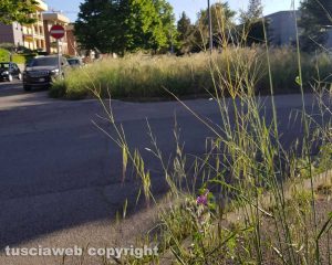 Viterbo - Via Monti Cimini - Erba alta