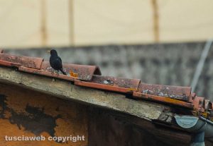Civita Castellana - Merlo