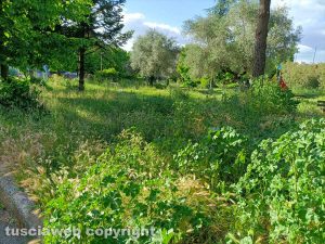 Viterbo - Erba alta al Pilastro