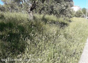 Viterbo - Erba alta a Ponte dell'Elce