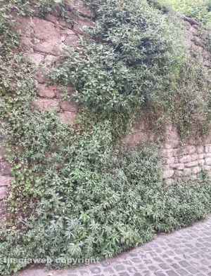 Viterbo - Piante infestanti