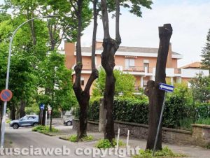 Viterbo - Taglio delle piante in via Lorenzo da Viterbo - Immagine di repertorio