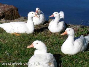 Bolsena - Il lago e le papere
