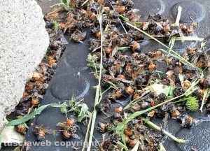 Viterbo - Api avvelenate da pesticidi sui Cimini