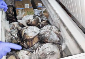 Controlli della Guardia costiera sulla filiera ittica