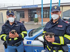 Orvieto - Cuccioli salvati dalla polizia stradale