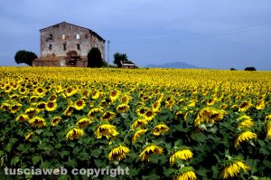 Campo di girasoli