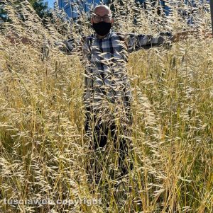 Viterbo - Viale Armando Diaz invasa dall'erba