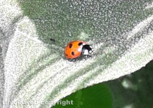 Coccinella